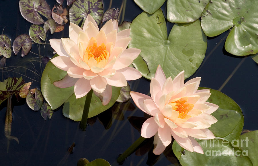Water Lotus_5290 Photograph by James Baron