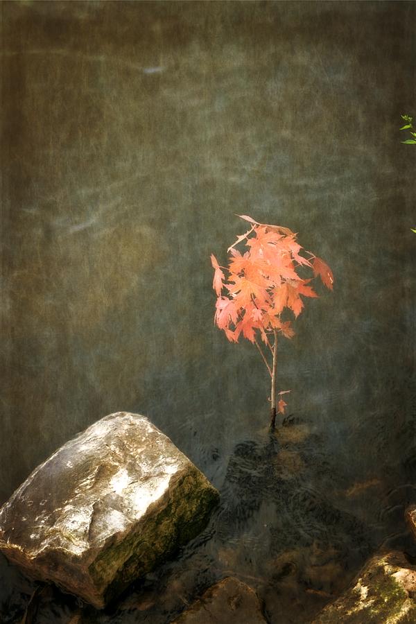 Water Maple Photograph by Michelle Calkins