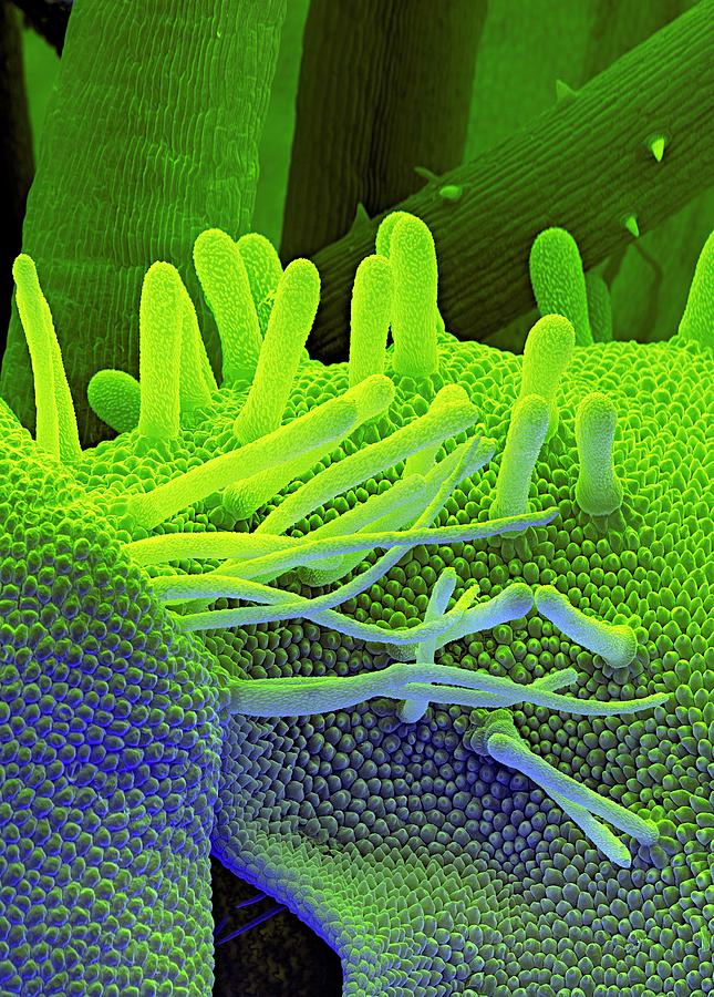 Water Mint Flower Hairs Photograph by Stefan Diller/science Photo ...