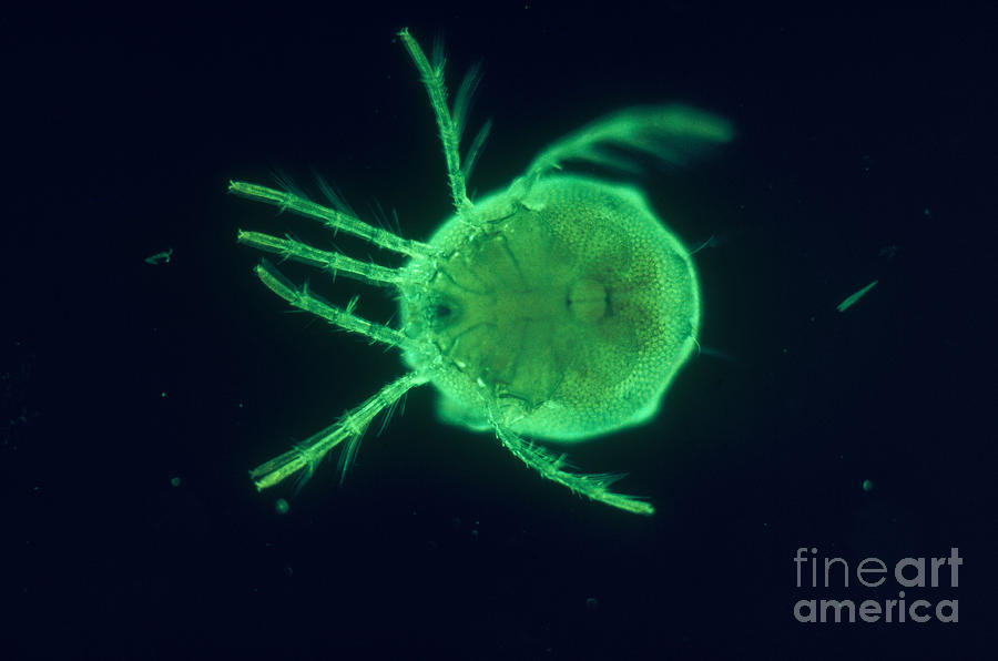 Water Mite Photograph by James Bell