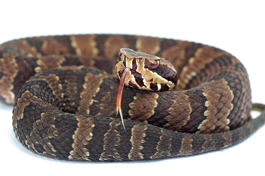 Water Moccasin Agkistrodon Piscivorus Photograph by Aaron Ansarov Pixels