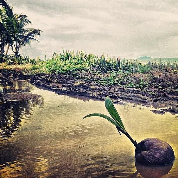 Coconut Photograph - #water #ocean #island #rock #palmtrees by Scott Brash