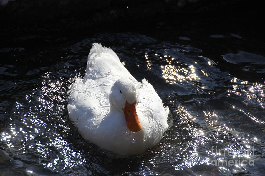 Water Off A Ducks Back Photograph By Diane Grant Czajkowski Fine Art   Water Off A Ducks Back Diane Grant Czajkowski 