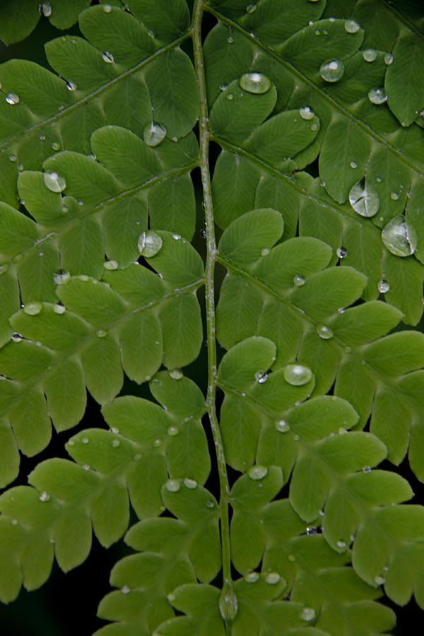 Water On Fern  Photograph by Lindsey Weimer