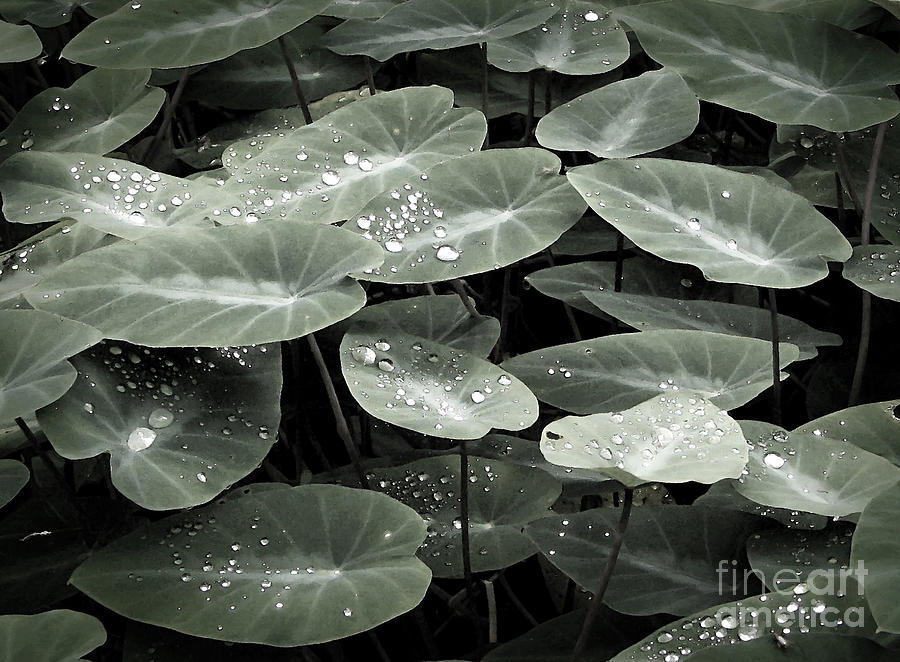 Water on Ivy Photograph by Ellen Cotton