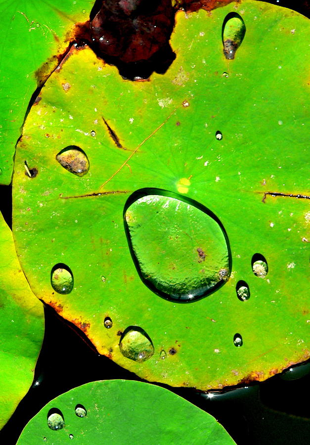 Water on Lily Pad Photograph by Jeff Lowe