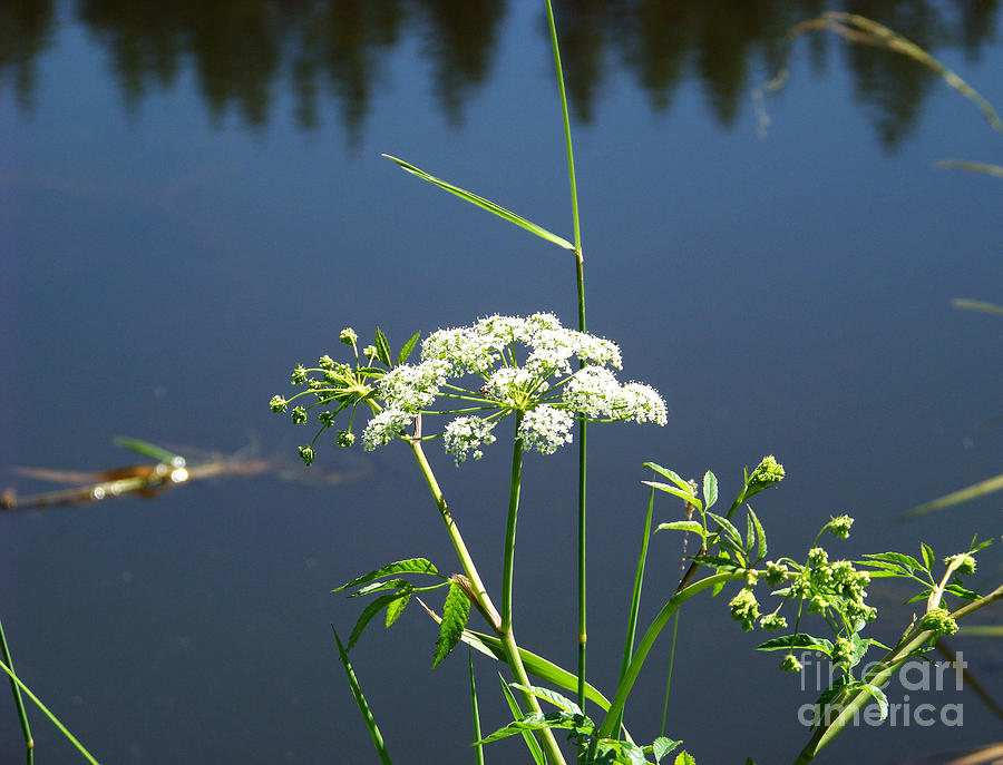 Water Parsnip on Conboy Lake Photograph by Charles Robinson