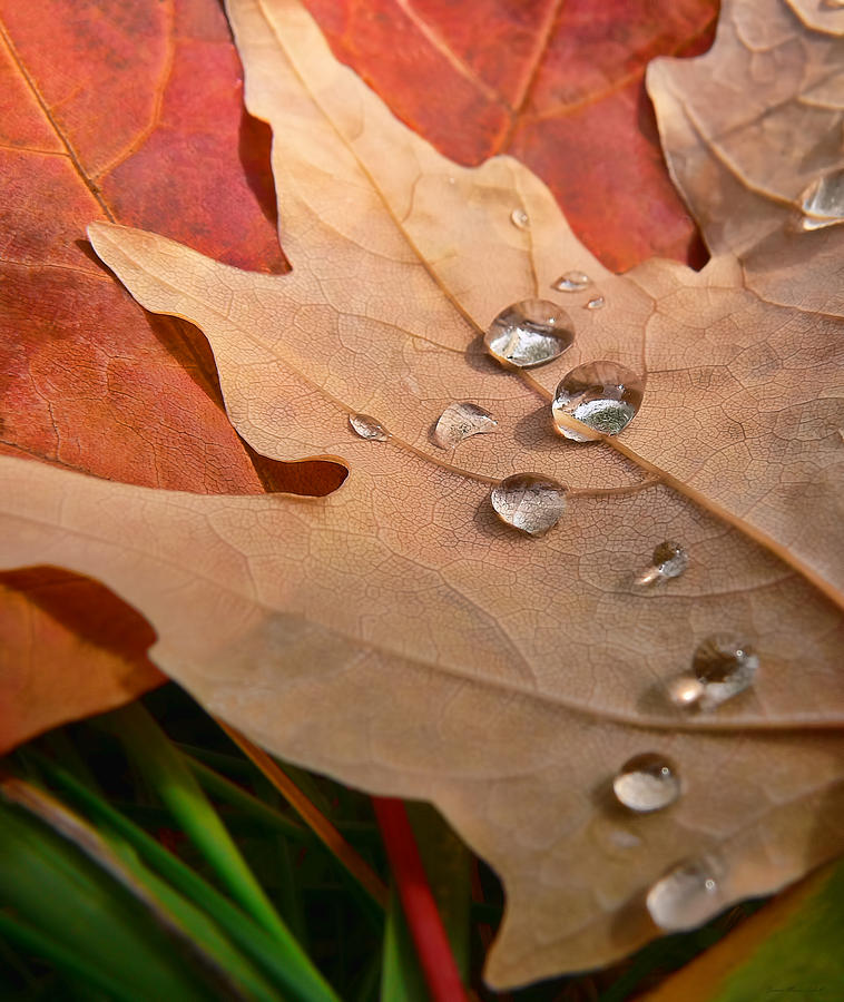 Water Pearls on Autumn Leaf Photograph by Jennie Marie Schell