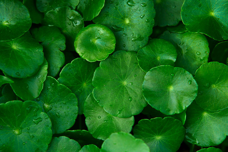 Water Pennywort leaves pattern Photograph by Krit of Studio OMG
