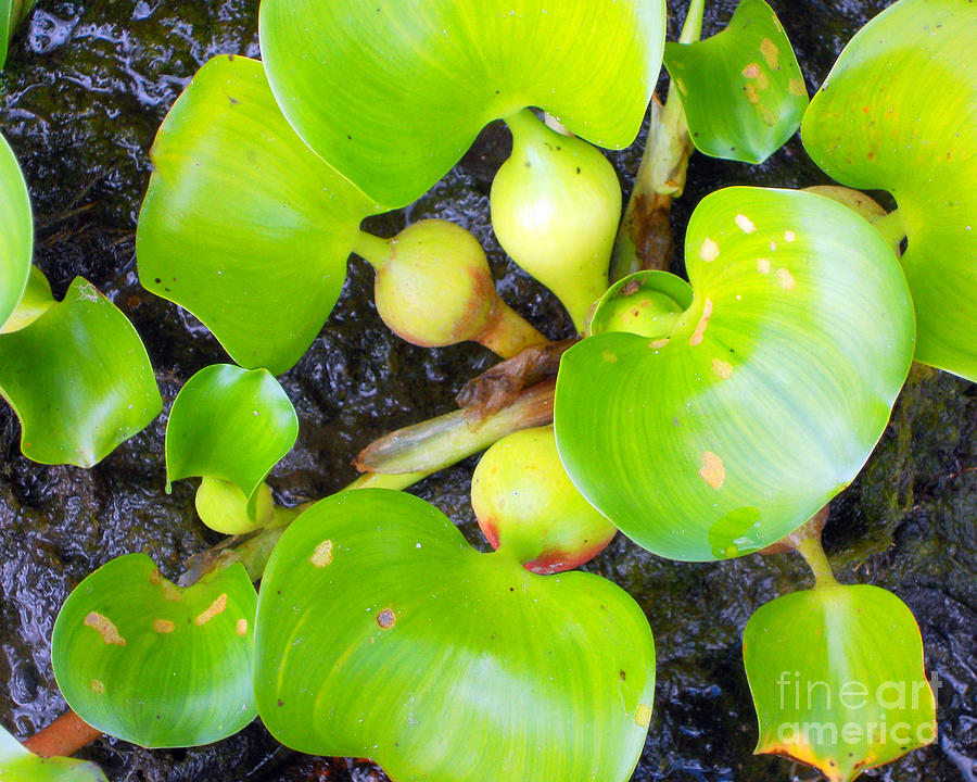 Nature Photograph - Water Plants 1 by Nancy L Marshall