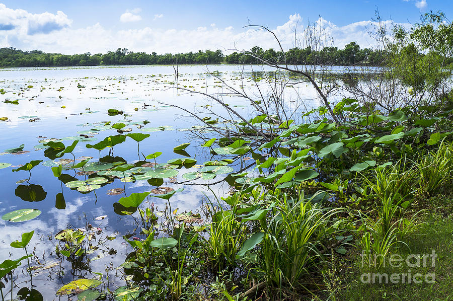 Water plants and their landscape Photograph by Ellie Teramoto - Fine ...