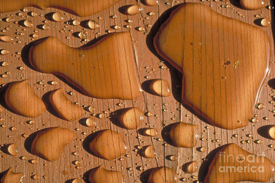 Water Pooling On Wood Photograph by William H. Mullins