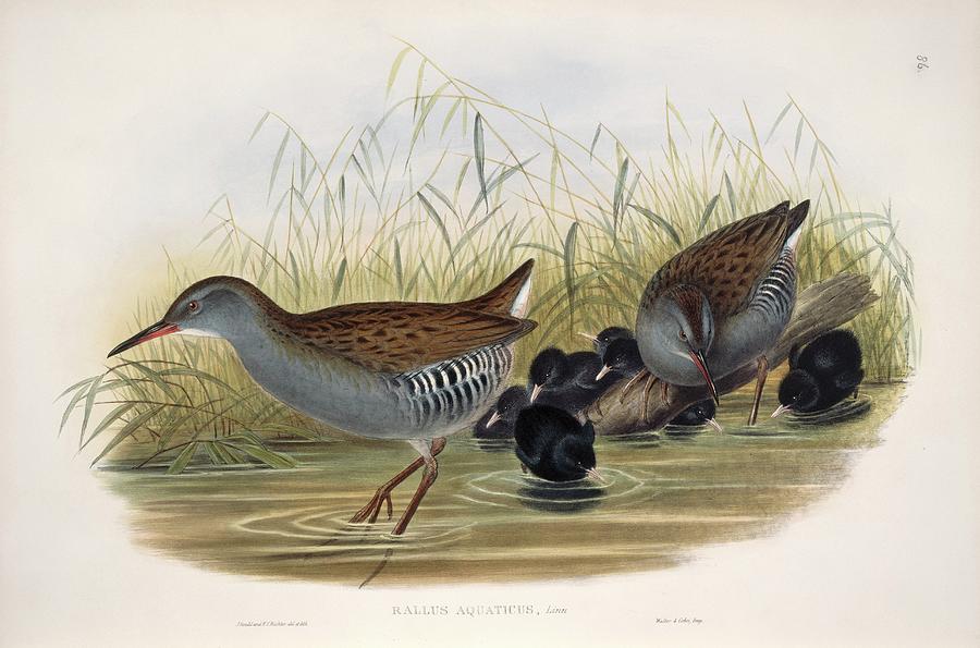 Water Rail Photograph by Natural History Museum, London/science Photo Library