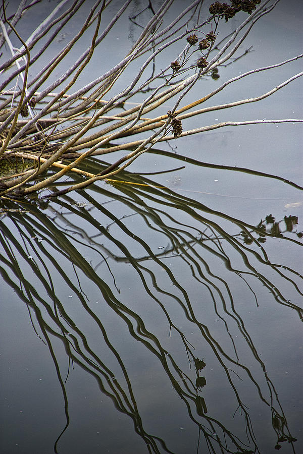 Water Reeds and Reflections on the Water Photograph by Randall Nyhof