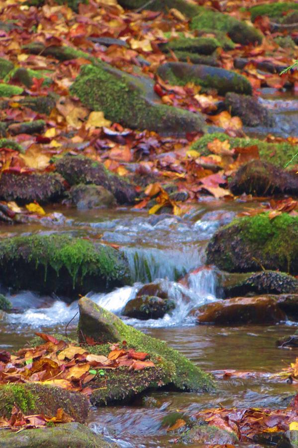 Water Rocks and Moss Photograph by Jeanette Oberholtzer