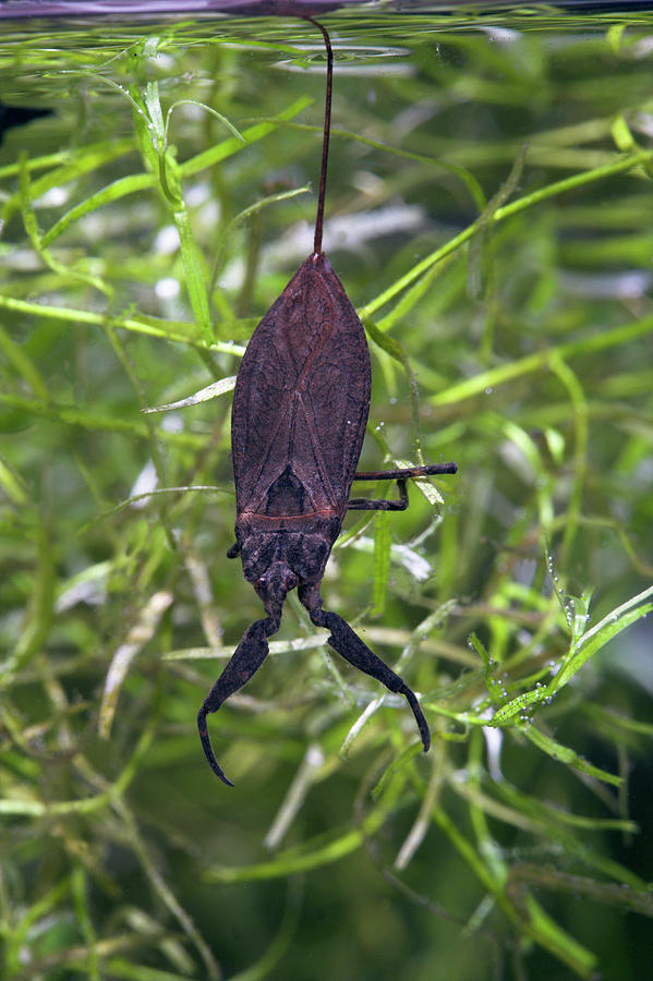 Water Scorpion Photograph by Simon Booth/science Photo Library