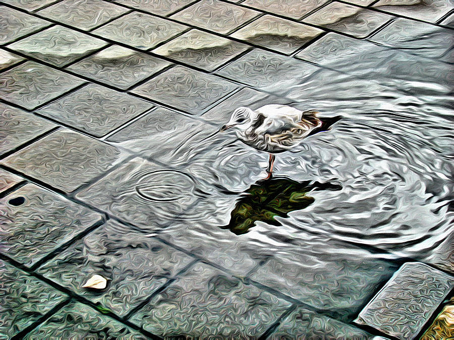 Water Seagull Photograph by Alice Gipson