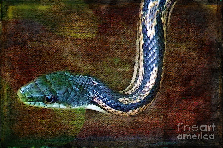 Snake Photograph - Water Snake by Judi Bagwell