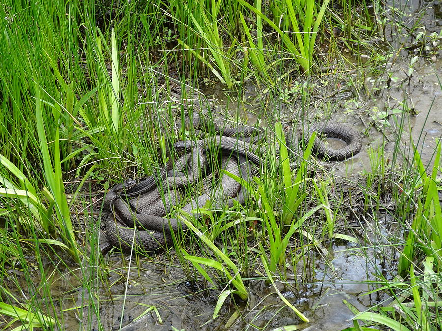 Water Snakes Basking Photograph by Lucinda VanVleck