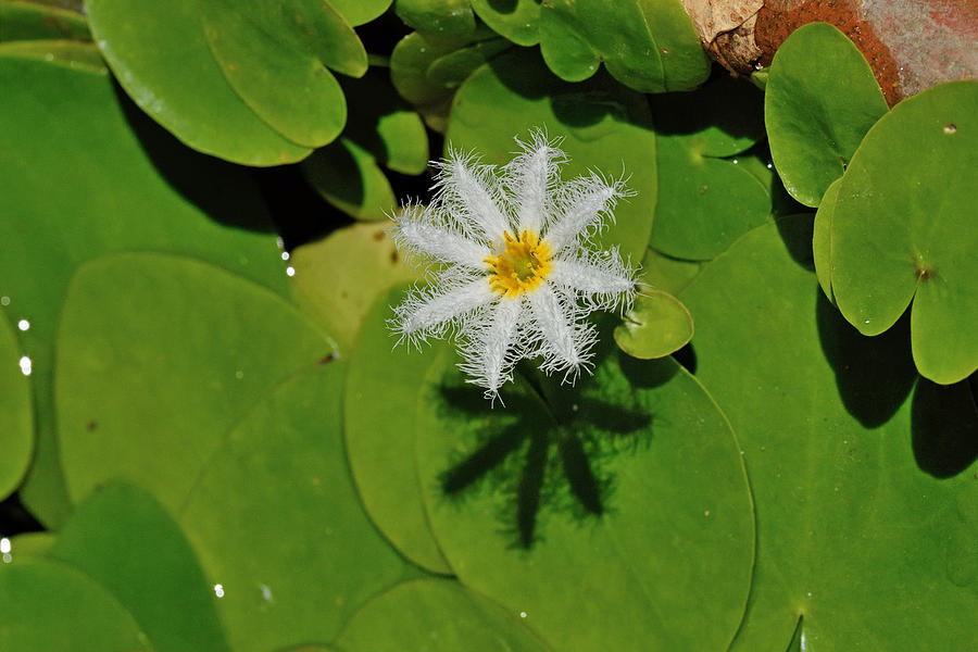 Water Snowflake Flower Photograph by Robert Kennett