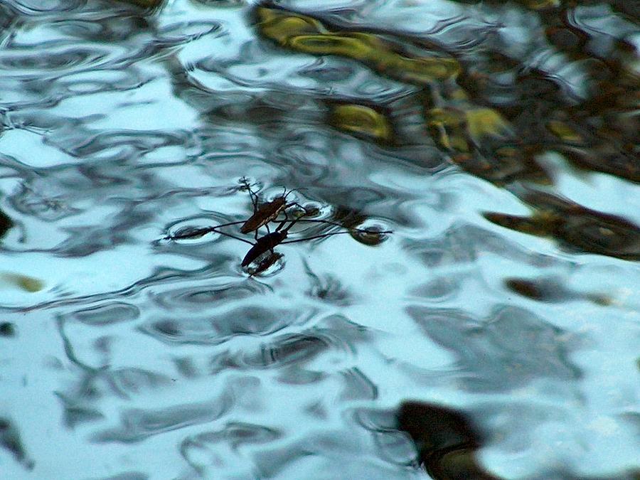 Water Spider Photograph by Wayne Enslow