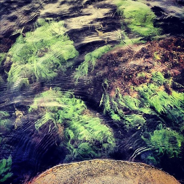 Stones Photograph - #water #stones #seaweed #add #addme by Theis Dam