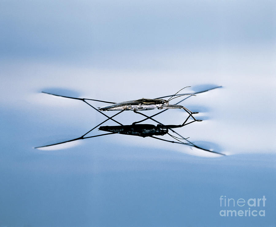 mens water strider