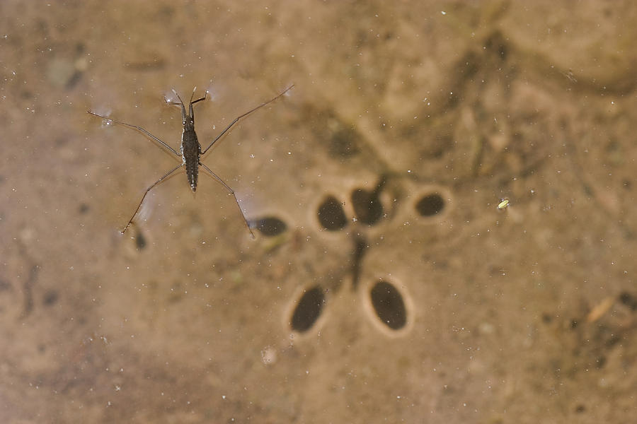 Water Strider Photograph by Paul Whitten