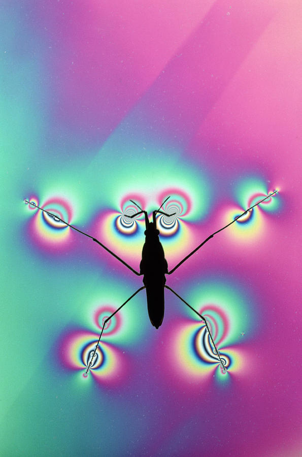 Water Strider Photograph by Perennou Nuridsany