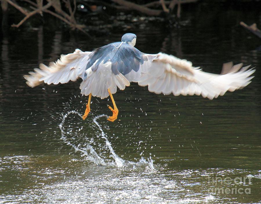 Water Takeoff Photograph by Adam Jewell