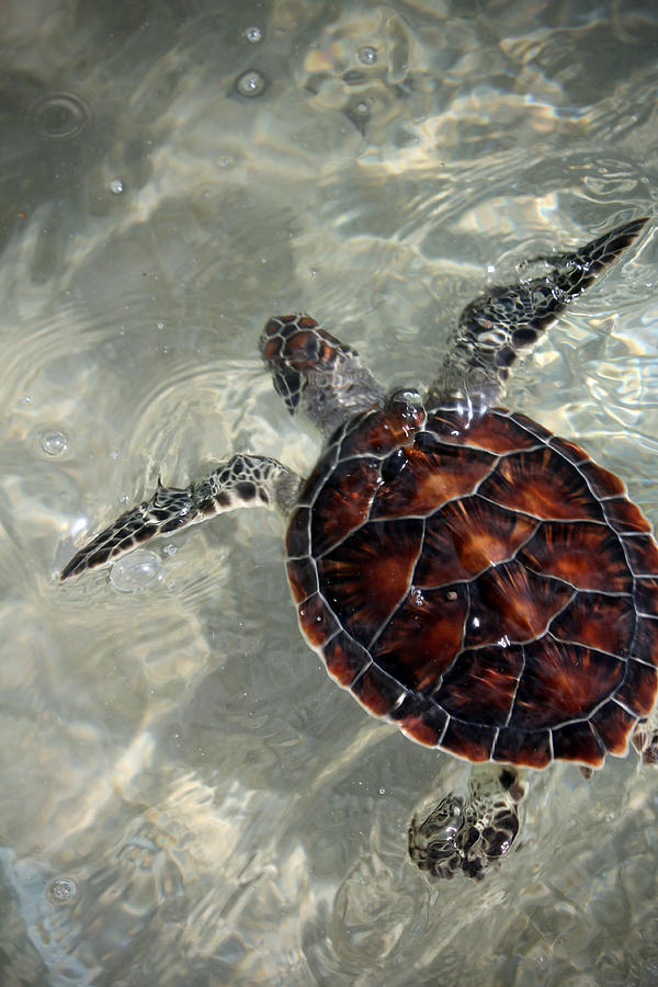 Water Turtle Photograph by Kyle Peron - Fine Art America