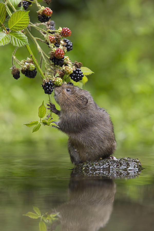 Animal Photograph - Water Vole Eating Blackberries Kent Uk by Penny Dixie