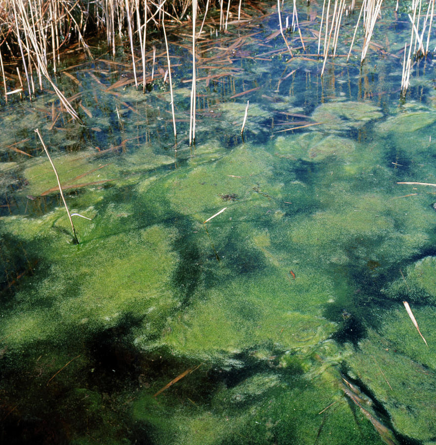 Water Weed Photograph by Science Photo Library Water Weed Photograph by Science Photo Library