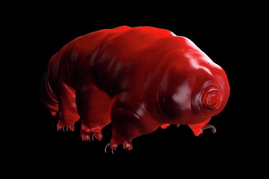 Water Bear Rider Waterbear by Science Photo Library