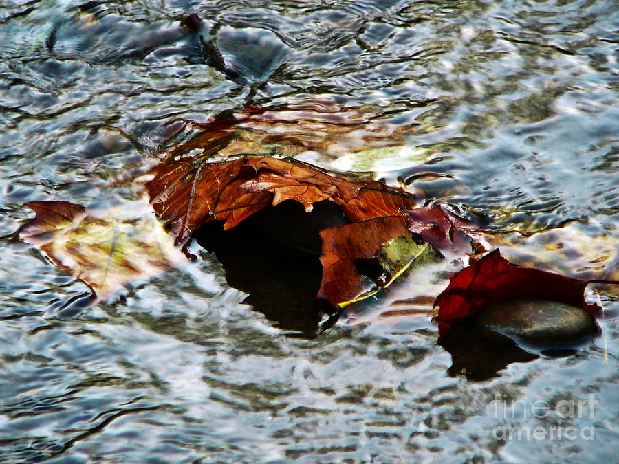 Waterborne Leaves Photograph by Chris Sotiriadis