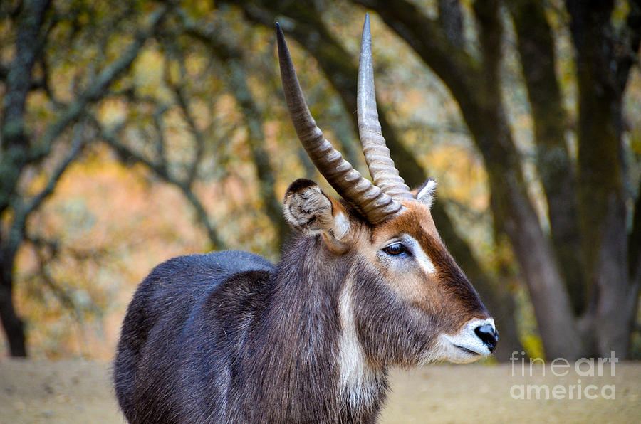 Waterbuck Photograph by Amy Fearn