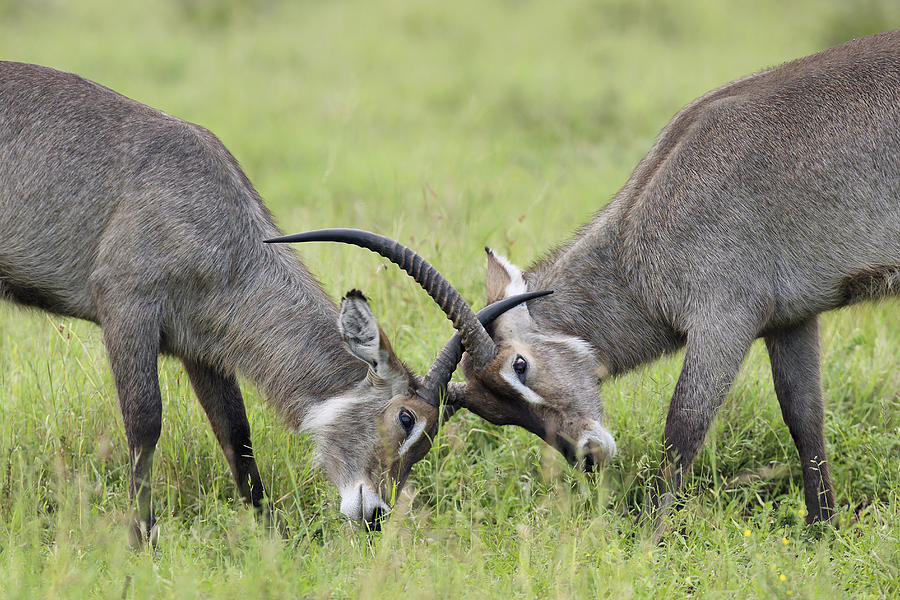 Waterbuck And Sub-adult Bull Fighting Photograph by Perry de Graaf