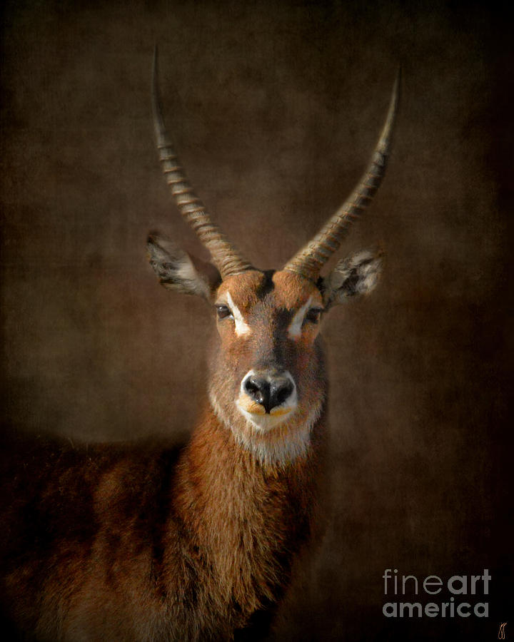 Waterbuck Antelope Photograph by Jai Johnson