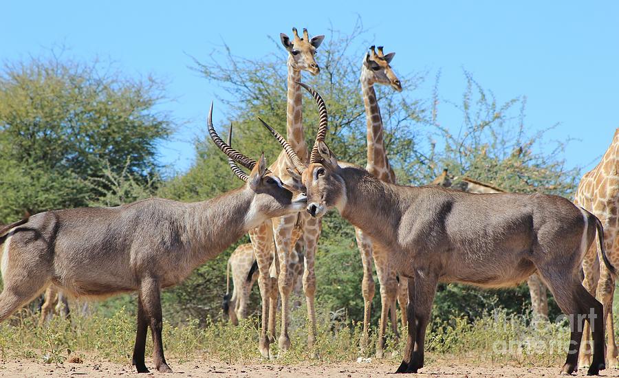 Waterbuck Bull Fighters Photograph by Andries Alberts - Fine Art America