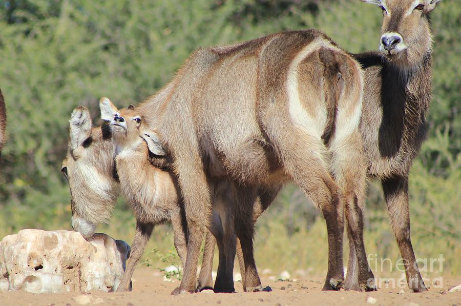 Wildlife Photograph - Waterbuck Love by Andries Alberts