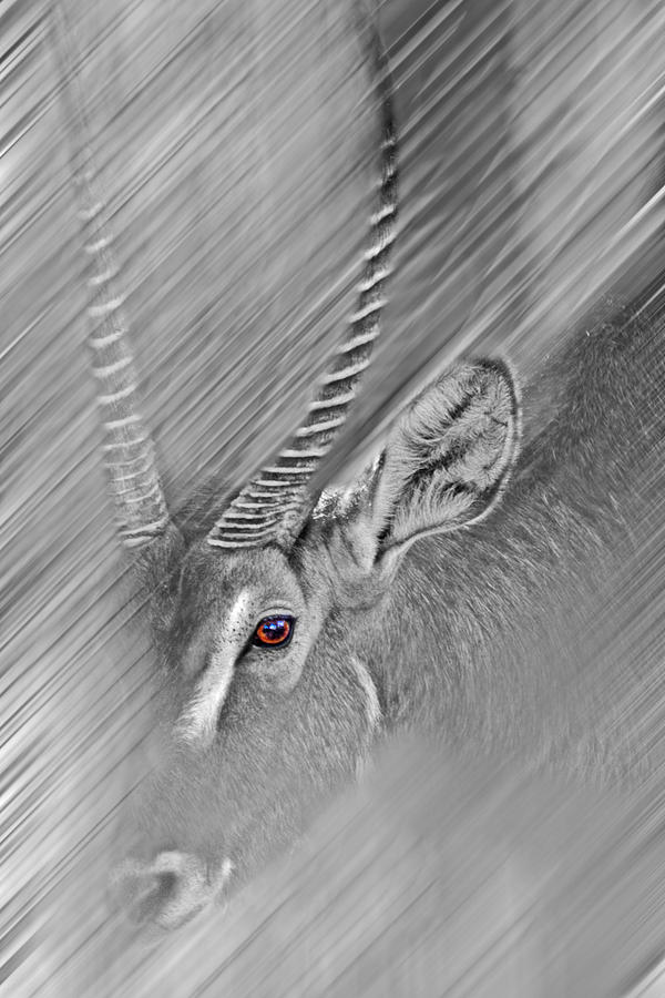 Waterbuck Photograph by Miroslava Jurcik