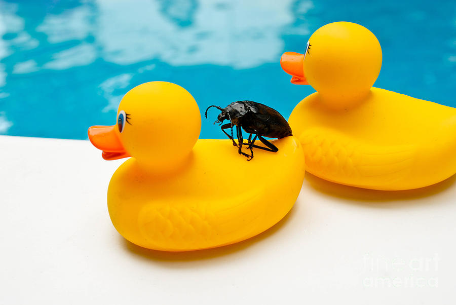 Duck Photograph - Waterbug takes Yellow Taxi by Amy Cicconi