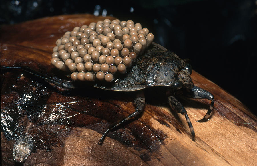 Waterbug With Eggs Photograph by John Mitchell