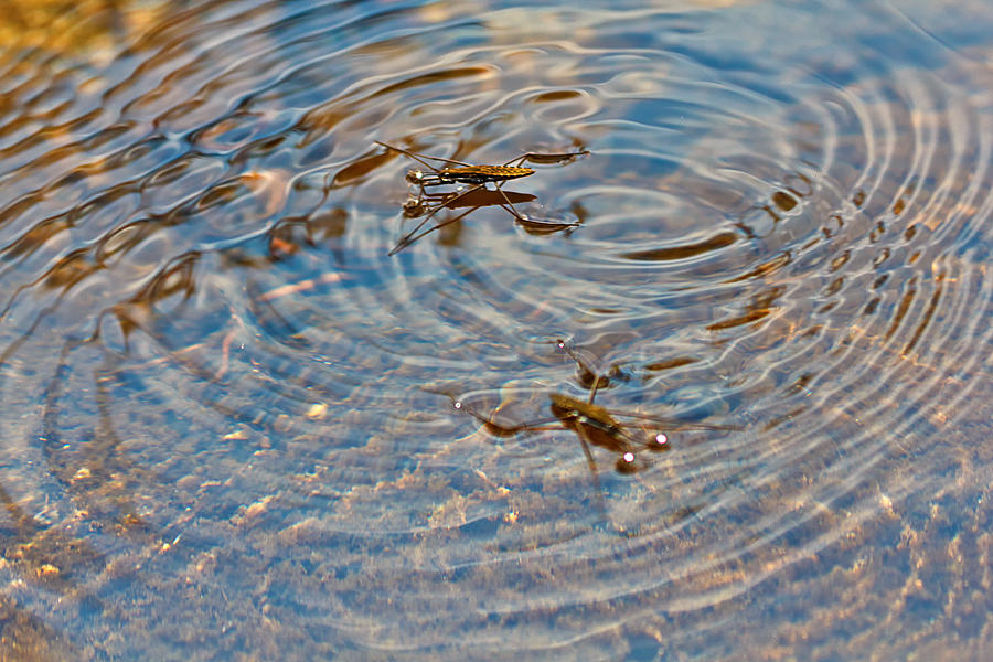Waterbugs Photograph by Rick Starbuck