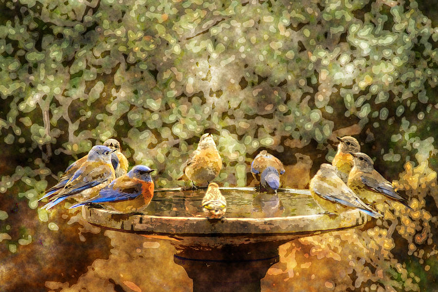Watercolor Bird Bath Painting
