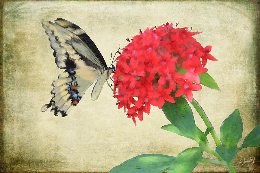 Watercolor Butterfly Mixed Media by Rosalie Scanlon