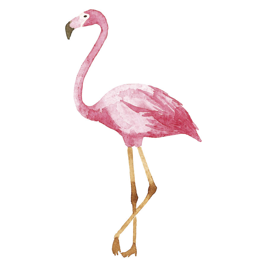 Watercolor Flamingo Drawing by Saemilee