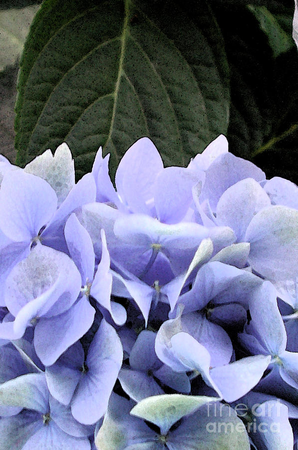 Watercolor Hydrangea 2 Photograph by Kathi Shotwell
