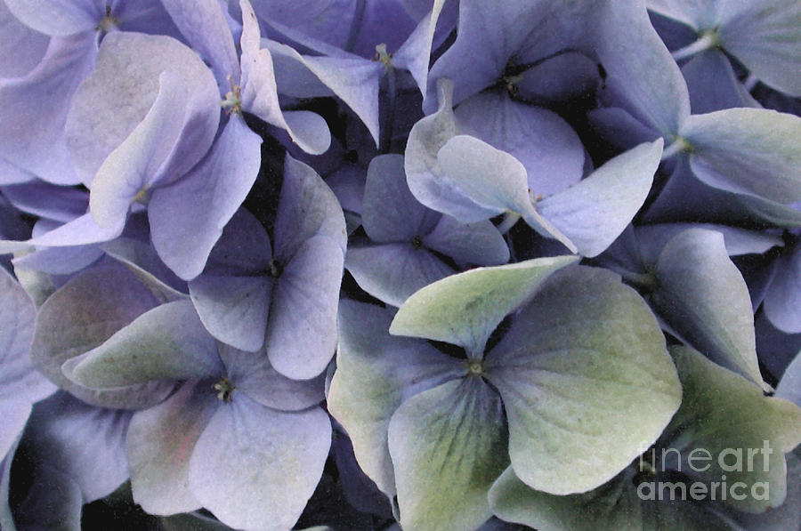 Watercolor Hydrangea 3 Photograph by Kathi Shotwell