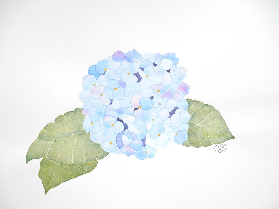 Watercolor Hydrangea Painting By Oana Popescu